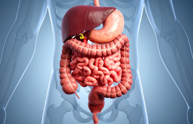 Endoscopía vs. Colonoscopia: ¿En qué se diferencian y cuál necesitas?